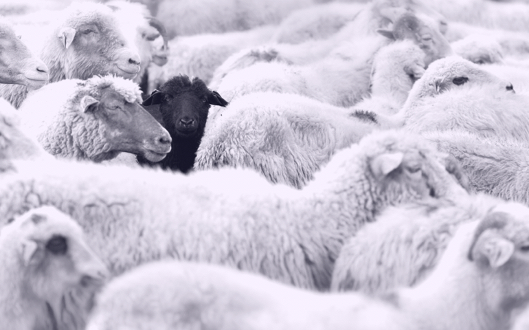 Groupthink in teams